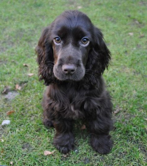 The 21 Cutest Pictures of Chocolate Cocker Spaniels - The Paws Black Cocker Spaniel Puppies, Chocolate Cocker Spaniel, Show Cocker Spaniel, Cocker Spaniel Anglais, English Cocker Spaniel Puppies, Perro Cocker Spaniel, Black Cocker Spaniel, Tips For Dogs, Spaniel Breeds