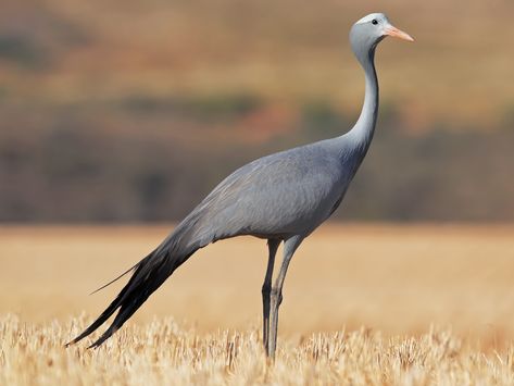 Blue Crane South Africa, Blue Crane Bird, Interesting Birds, Bird Magic, Bitcoin Design, South African Birds, Blue Crane, Bird Reference, Plain Face