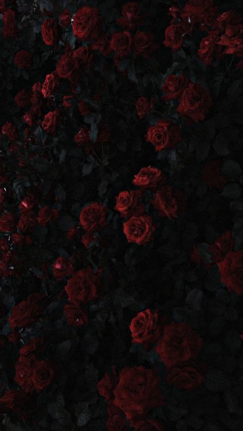 Wallpapers Roses, Roses In The Garden, Whats Wallpaper, Dark Red Roses, Flower Background Images, Dark Red Wallpaper, Prințese Disney, Rosé Aesthetic, Dark Flowers