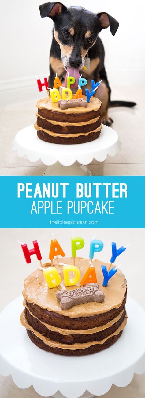 Peanut Butter Apple Pupcake is perfect treat for celebrating your dog's birthday. Made with applesauce cake and frosted with peanut butter Dog Friendly Cake, Dog Birthday Cake Recipe, Peanut Butter Apple, Dog Cake Recipes, Dog's Birthday, Applesauce Cake, Dog Birthday Cake, Puppy Treats, Dog Cakes