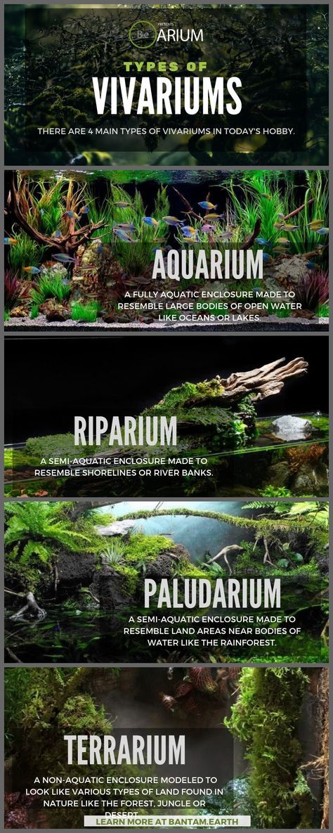 Lizard Aquarium Ideas, Terrarium Aquarium Diy, 6 Gallon Cube Aquascape, Aquarium Room, Plant Aquarium, Tanaman Air, Taman Air, Cactus Terrarium, Fish Tank Terrarium