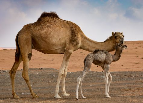 Animals In Desert, Camel Animal, Elephant Shrew, Camels Art, Animal Photography Wildlife, Baby Camel, Wild Animals Photography, Desert Animals, Desert Life