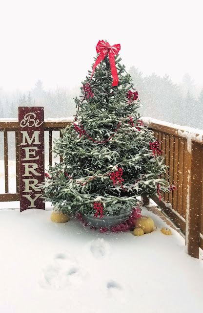 Christmas Tree Outside, Brooder Box, Recycled Christmas Tree, Outdoor Christmas Tree Decorations, Natural Holiday Decor, Tree For Christmas, Live Christmas Trees, Outdoor Christmas Tree, Outdoor Trees