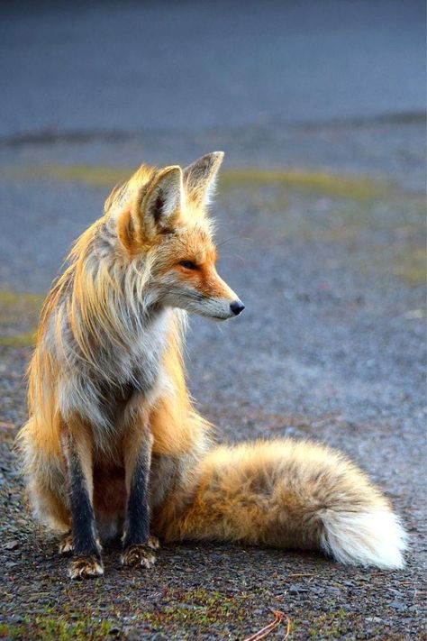 Fox Reference, Fox Facts, Female Fox, Fox Photography, Kitsune Fox, Fox Pictures, Foxes Photography, Fox Illustration, Anime Wolf