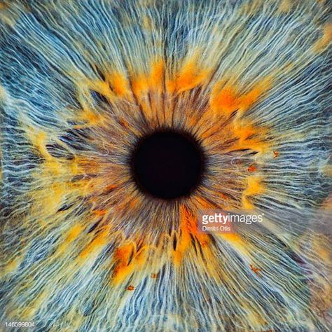 World's Best Extreme Close Up Stock Pictures, Photos, and Images - Getty Images Md Medicine, Eye Pupil, Nhs Nurse, تاج محل, Iris Eye, Foto Macro, Eye Anatomy, Realistic Eye Drawing, Anatomy Physiology