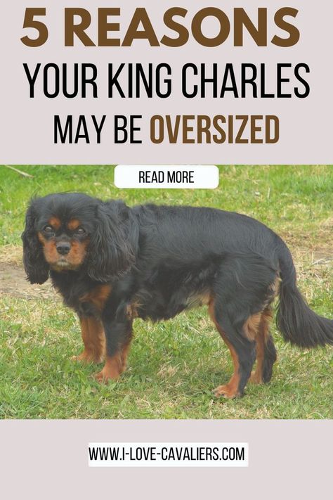 Cavalier King Charles Dog, King Charles Dog, Layered Bob Haircuts, Big 5, Health And Happiness, Diy Clothes Life Hacks, Healthy Pets, Pet Care Tips, Optimal Health