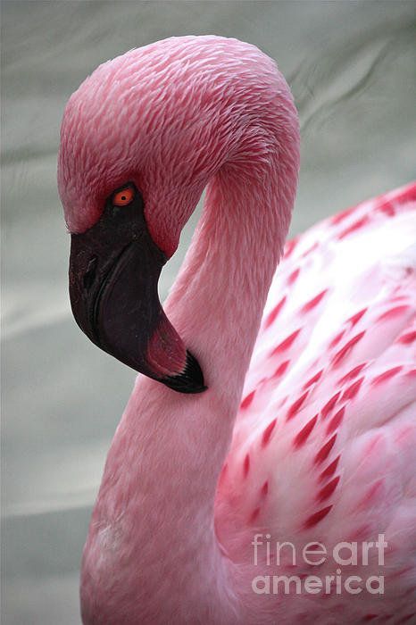 flamingo Flamingo Pictures, Flamingo Photo, Fancy Flamingo, Flamingo Bird, Flamingo Art, Favorite Animals, Pink Bird, Tickled Pink, Pretty Birds