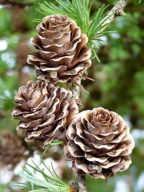 Pine Cone Crafts, Landscape Photography Nature, Woodland Christmas, Beautiful Rose Flowers, Seed Pods, Art Style Inspiration, Natural Forms, Pine Cone, Christmas Watercolor