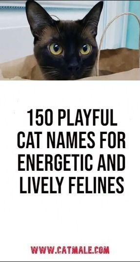 150 Playful Cat Names for Energetic and Lively Felines Calico Cat Names, Cats In Ancient Egypt, Cute Cat Names, Cat Massage, Cat Body, Exotic Cats, Cat Whiskers, To Cute, Curious Cat