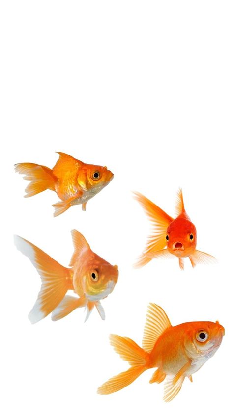 Gold Fish Wallpaper, Goldfish Wallpaper, Fish Icon, Cute Laptop Wallpaper, Fish Wallpaper, All Fish, Gold Fish, Fish Print, Digital Journal