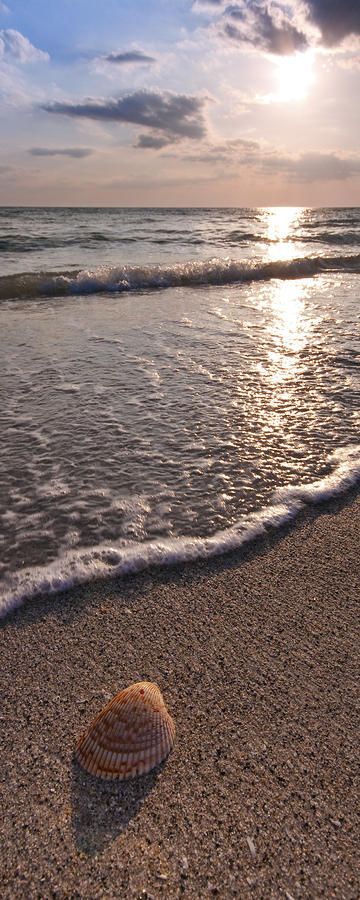 Sea Shore Shell #SomaSweepstakes                                                                                                                                                                                 More Beach Camping Photography, Summer Camping Photography, Summer Nature Photography, Armchair Travel, Camping Photography, Sea Photography, Tropical Beaches, Photography Beach, Sea Shore