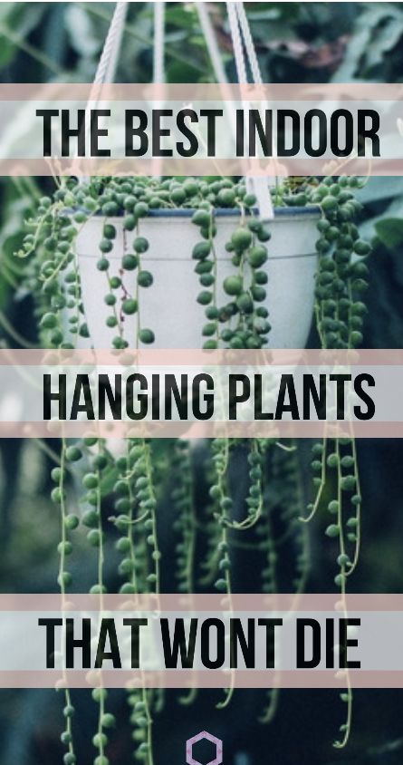 Solarium Plants, Best Indoor Hanging Plants, Hanging Indoor Plants, Indoor Hanging Plants, Hanging Plants Outdoor, Hanging Plants Diy, Indoor Plant Wall, Hanging Plant Wall, Plants For Hanging Baskets