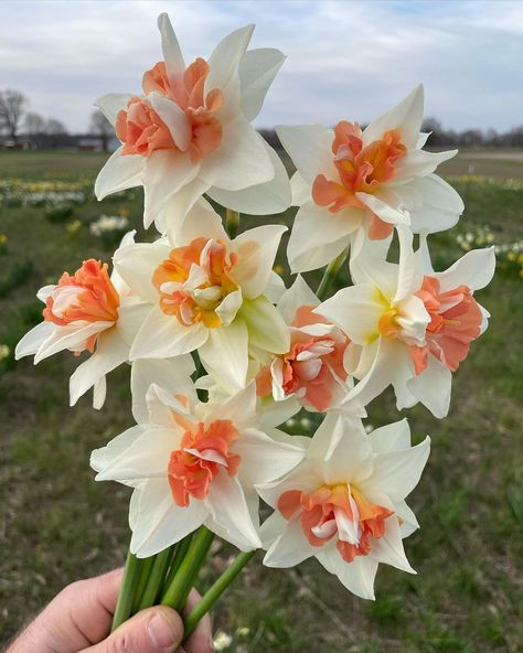 Daffodils Bouquet Aesthetic, Types Of Daffodils, Dafodill Flower Aesthetic, Daphodil Flower, Daffodil Aesthetic, Daffodils Aesthetic, Double Daffodils, Daffodils Bouquet, Poisonous Flowers