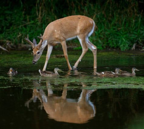 Deer Eating, Gooseberry Plant, Deer Deterent, Deer Eyes, Deer Proof Plants, Colorado Photos, Perennial Ground Cover, Grape Plant, Oregon Grape