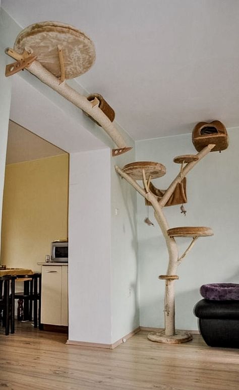 Katt Diy, Cat Climbing Wall, Cat Furniture Design, Katt Grejer, Kat Diy, Chat Diy, Cat Patio, Cat Wall Shelves, Cat Tree House