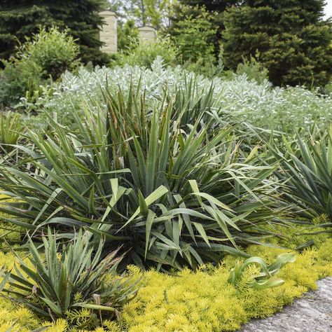 Yucca filamentosa 'Excalibur' | Walters Gardens, Inc. Yucca Filamentosa, Yucca Plant, Grasses Garden, Plant Combinations, Back Garden, Plant Design, Grey Green, Rock Garden, Tropical Plants