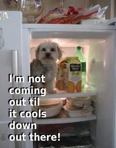 Right there with you buddy! Summer Heat Humor, Cotton De Tulear, Hvac Humor, Hot Weather Humor, Hate Summer, Animal Funnies, Dog Jokes, Have A Laugh, Hot Weather