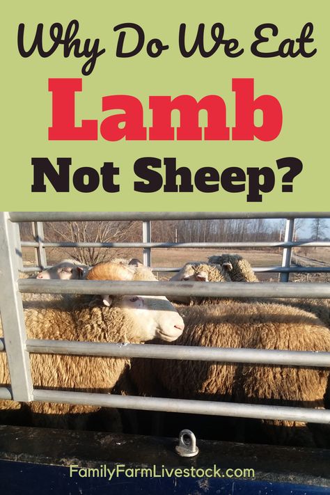 Raising Merino Sheep, Raising Lambs For Meat, Sheep Pasture Ideas, Raising Sheep For Meat, Lamb Pen Ideas, Lamb Raising, Sheep Pen Ideas, Raising Lambs, Sheep Raising