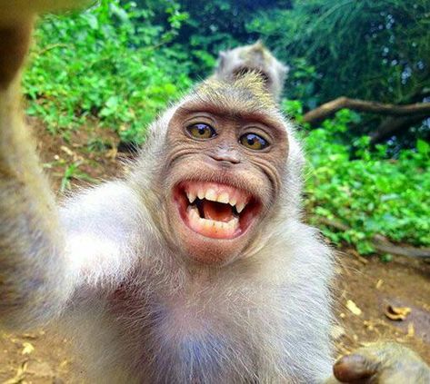 Funny Monkey Pictures, Scary Photography, Chad Image, Cute Monkey Pictures, Hindi Funny Jokes, Tangled Wallpaper, Hindi Memes, Foto Kelakar, Monkey Wallpaper