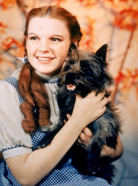 Judy Garland, The Wizard, Wizard Of Oz, A Cat, Wizard, A Woman