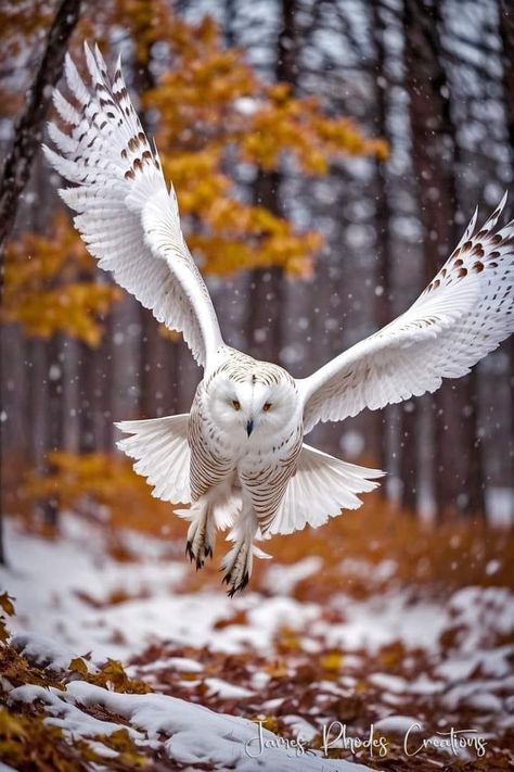 Owl Photography, Matka Natura, Wild Animals Pictures, Owl Photos, Owl Pictures, Beautiful Owl, Winter Animals, Owl Lovers, Owl Bird