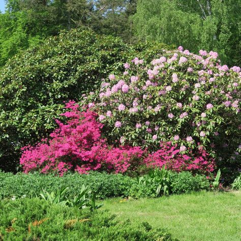 Azalea Japonica Plant Care & Growing Tips | Horticulture.co.uk Japonica Plant, Azalea Japonica, Outdoor Shrubs, Pruning Azaleas, Seattle Japanese Garden, Japanese Inspired Garden, Permaculture Gardening, Growing Tips, Houseplants Indoor