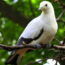 Pied Imperial Pigeon | Bird Kingdom Dove Pigeon, Pigeon Bird, Australian Birds, Airbrush Art, Nature Birds, White Bird, Bird Pictures, Pretty Birds, Colorful Birds