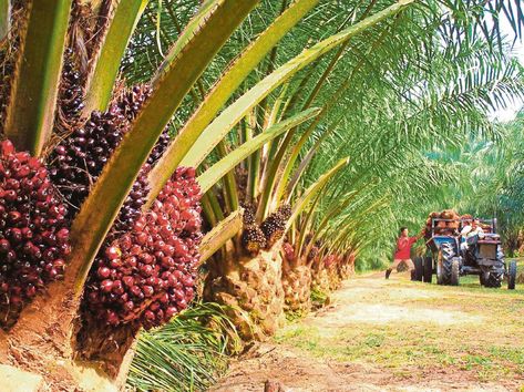 Kempen halang haram minyak sawit di Eropah | Kolumnis | Berita Harian Palm Tree Fruit, Red Palm Oil, Oil Industry, Edible Oil, Palm Oil Free Products, Palm Oil, Vegetable Oil, Kuala Lumpur, Agriculture