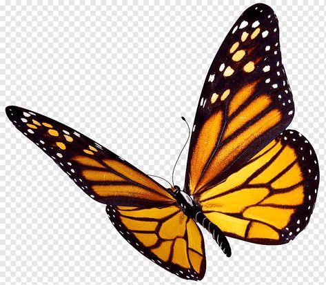 Monarch Butterfly Tattoo, Butterfly Gif, Fly Drawing, Butterfly Black And White, Butterfly Decal, Cartoon Butterfly, Butterfly Illustration, Butterfly Clip Art, Butterfly Photos