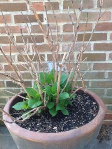 Hydrangea Winter Care, Potted Hydrangea Care, Hydrangeas In Pots, I Want Real, Hydrangea Potted, Hydrangea Tree, Front Gardens, Hydrangea Care, Growing Hydrangeas