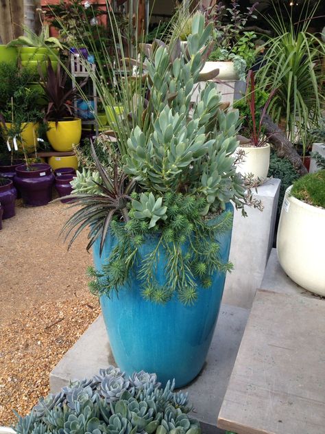 Succulents in a tall pot might work in the pool area or entry. Planting Thyme, Succulents Watering, Succulent Planter Ideas, Tall Pots, Container Arrangements, Tall Succulents, Succulent Outdoor, Diy Planters Outdoor, Planters Ideas