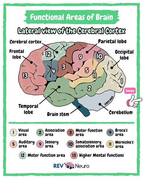 Use your brain with the questions on the last slide and comment your answers below! 🧠⤵️ Functional Areas of the Brain and lot more coming your way if you follow the page here 👉🏼 @rev.neuro See Neuroanatomy content in your feed! ✅ Overview Cerebral cortex is a sheet of neural tissue that is outermost to the cerebrum of the mammalian brain. The cortex has been divided into four lobes using certain consistently present sulci as landmarks. These lobes are named after the overlying cranial bo... Sensory Area, Anatomy Diagrams, What Is Intelligence, Areas Of The Brain, Nurse Study, Use Your Brain, Image Recognition, Neurological System, Psychology Notes