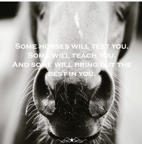 Wild Horses Quotes, Dressage Quotes, Trainer Quotes, Equine Quotes, Horse Quotes Funny, Heart Horse, Horse Jokes, Inspirational Horse Quotes, Equestrian Quotes