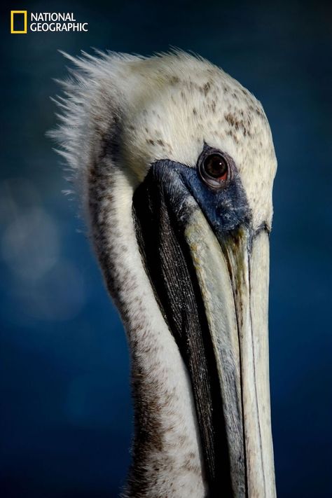 Wildlife Photography National Geographic, National Geographic Animals, National Geographic Photography, Brown Pelican, National Geographic Photographers, Nature Photographer, Natural Selection, Animal Portraits, Ocean Creatures