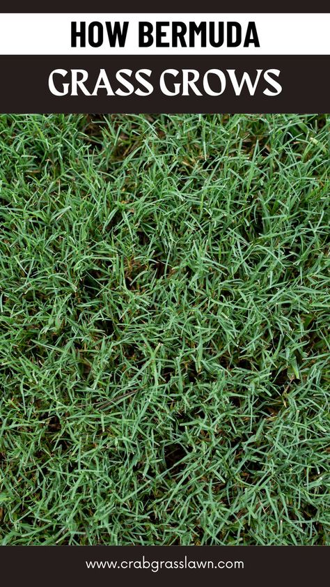 How Bermuda Grass Grows Bermuda Grass Seed, End Of Spring, Bermuda Grass, Lawn Care Tips, Lawn And Landscape, Plant Diseases, Grass Seed, Photosynthesis, One Inch