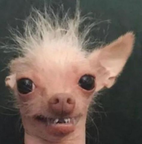 Hairless Dog, Söpö Kissa, Gif Lucu, Funny Animal Photos, Animale Rare, Funny Dog Pictures, Funny Animal Jokes, Baby Animals Funny, Silly Animals