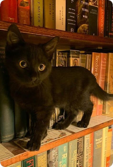 Bad Luck, Black Cats, Black Cat, Books, Black