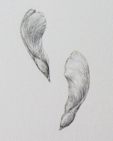 Maple Seed Drawing, Maple Tree Seed Tattoo, Tree Seed Tattoo, Seed Pod Tattoo, Helicopter Seed Tattoo, Maple Seed Tattoo, Maple Tree Tattoo, Goose Tattoos, Seed Drawing