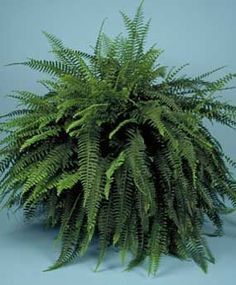 Ferns In Winter, Potted Ferns, Winter Gardening, Ferns Garden, Boston Fern, Hanging Plants Indoor, Inside Plants, Winter Plants, Fern Plant