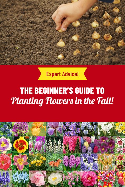 Fall Planting Perennials, When To Plant Bulbs, Fall Bulb Planting, When To Plant Tulips, Spring Bulbs Garden, Fall Flowers Garden, Fall Planting, Fall Bulbs, Flower Bulbs