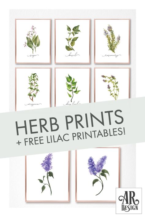 Free lilac print set! Herb prints for purchase. Printable herb set! Gallery Wall, Basil, Sage, Rosemark, Oregano, Bay Leaf, and More. Watercolor herb botanical prints. Herbs Printables Free, Watercolor Herbs, Kitchen Is For Dancing, Herb Art, Herb Prints, Herb Wall, Rosemary Sage, Kitchen Herbs, Bay Leaf