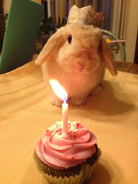 Bunny birthday! (Next month is her first Birthday! I am SO excited!!! It makes me want to cry!!) A Bunny, Cupcake, A Small, Birthday