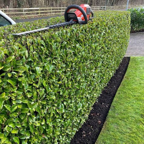 Carolina Cherry Hedge, Laurel Hedge Front Garden, Laurel Hedge Ideas, English Laurel Hedge, Front Garden Hedge Ideas Uk, Front Yard Hedges, Cherry Laurel Hedge, Wintergreen Boxwood, English Laurel