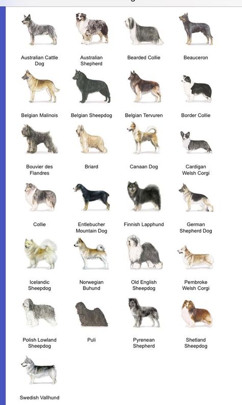 Smart Dog Breeds, Dog Breeds Chart, Dog Chart, Herding Dogs Breeds, Dog Breeds List, Breeds Of Dogs, Dangerous Dogs, Farm Dogs, Puppy Beds