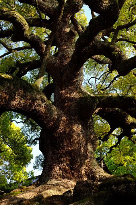 Bg Reference, Angel Oak Trees, Weird Trees, Amazing Trees, Matka Natura, Magical Tree, Live Oak Trees, Giant Tree, Angel Tree