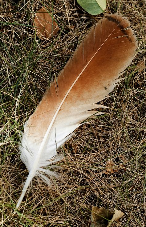 Red Tailed Hawk Feather Red Tail Hawk Feathers, Alex Adams, Feather Identification, Hawk Feather, Crawdads Sing, Tattoo Feather, Red Bird Tattoos, Hawk Feathers, The Long Walk