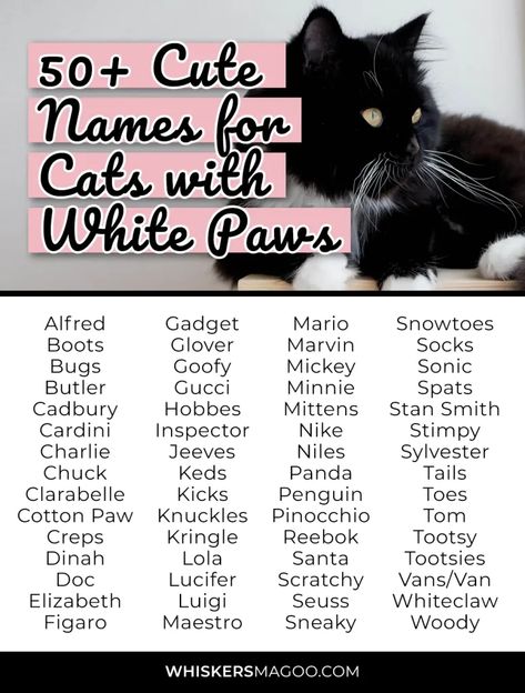 Panda Tail, Black Cat Names, Names For Cats, Cat Symbolism, Cute Tuxedo, Sims Names, Black And White Kittens, Animal Names, Socks Boots