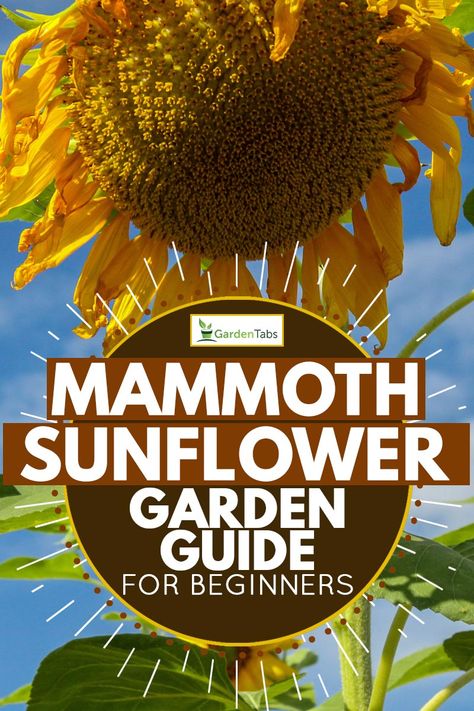 How to Grow Mammoth Sunflowers [Garden Guide for Beginners] - Garden Tabs Mammoth Sunflower Garden Ideas, Sunflower Garden Design, Sunflower Container Gardening, Sunflowers Garden Ideas, Sunflower Ring Garden, Where To Plant Sunflowers, Sunflower Circle Garden, Sunflower Garden Backyard, Sunflower Planting Ideas Backyards