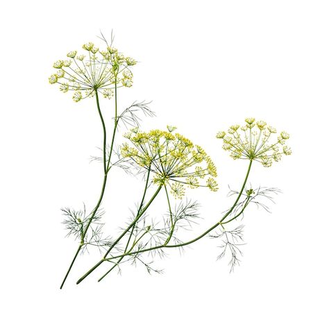 Dill Botanical Illustration, Fennel Tattoo, Dill Flower, Dill Herb, Fennel Flower, Fennel Herb, Ms Doni, Flower Graphic, Fennel Seeds