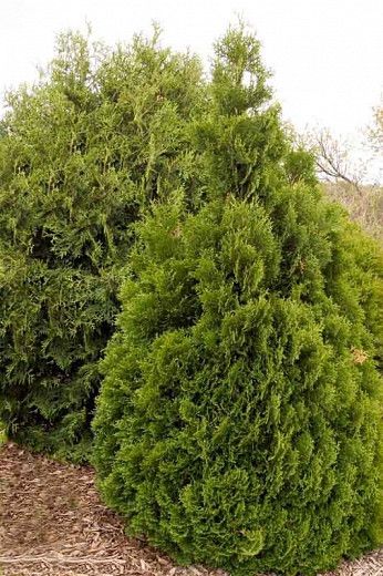 Thuja occidentalis 'Holmstrup' (American Arborvitae) Thuja Plant, American Arborvitae, Arborvitae Tree, Thuja Occidentalis, Panicle Hydrangea, Plants To Grow, Hydrangea Paniculata, Planting Shrubs, Front Landscaping